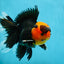 AAA Grade Apache Oranda Male 5-5.5 inches #050925OR_37