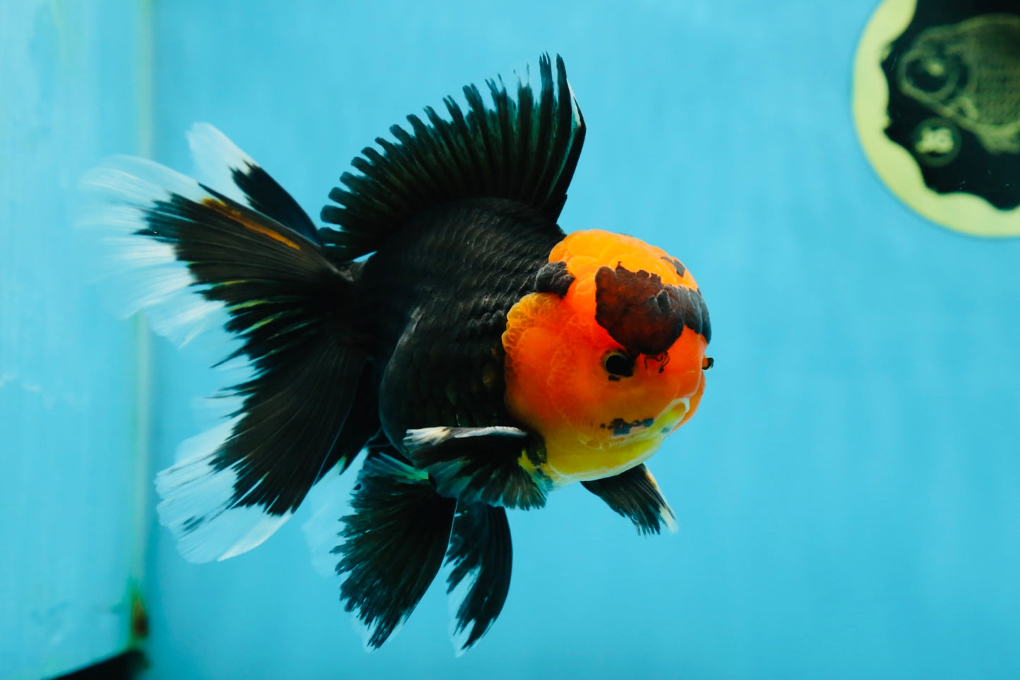 AAA Grade Apache Oranda Male 5-5.5 inches #050925OR_37