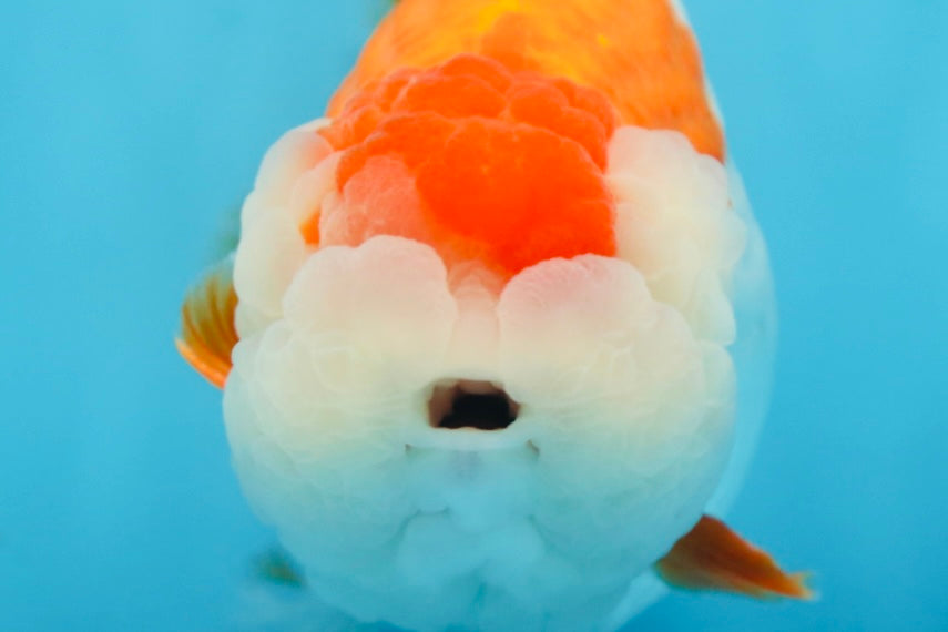 A Grade Red White LionKing 5.5 inches #091225LC_06