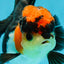 Unique A Grade Tricolor Oranda Female 4.5 inches #042525OR_05