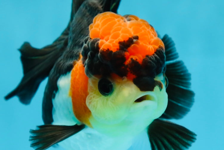 Unique A Grade Tricolor Oranda Female 4.5 inches #042525OR_05