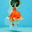 AAA Grade Red White Oranda Male 6 inches #080125OR_12