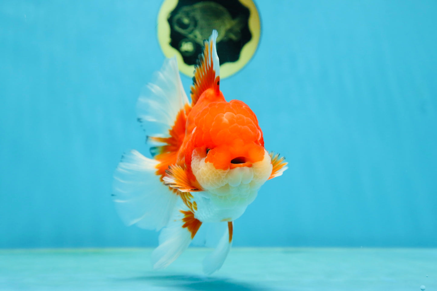 AAA Grade Red White Oranda Male 6 inches #080125OR_12