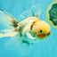 Marble Oranda Male 6.5 inches #091826OR_02