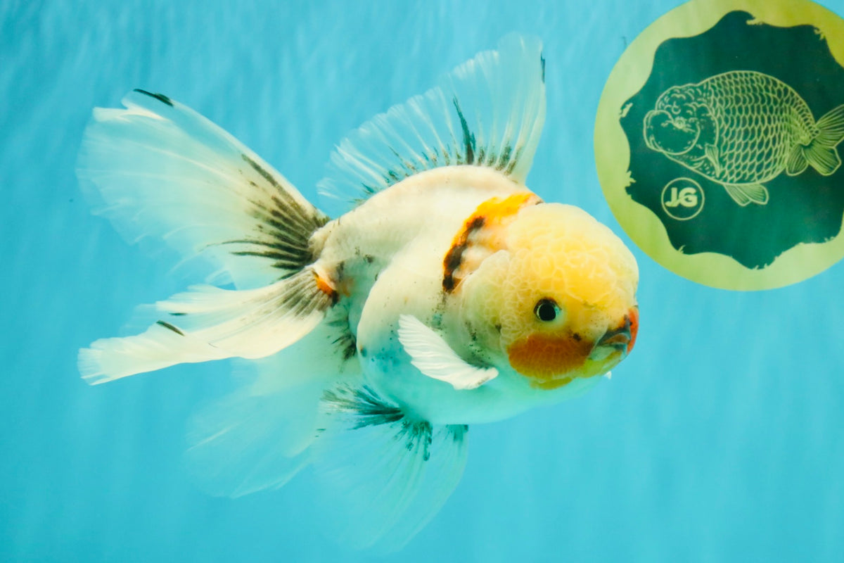 Marble Oranda Male 6.5 inches #091826OR_02