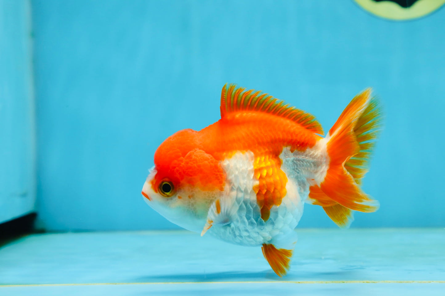 Red White Yuanbao Female 4-4.5 inches #062725YB_12