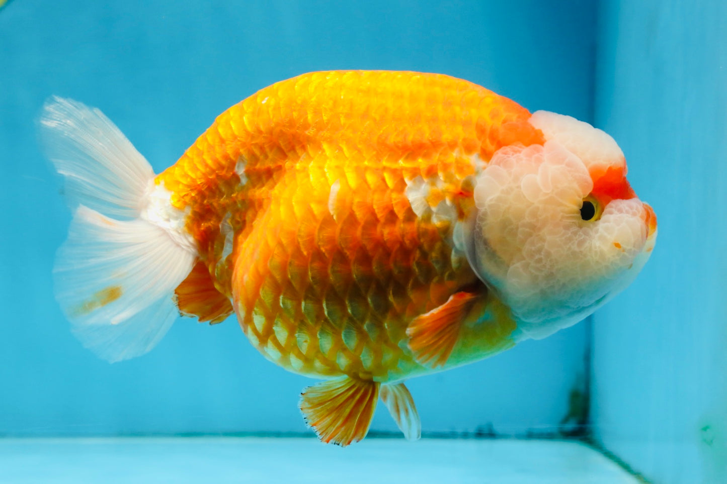 A Grade CHUBBY Red White LionKing 5.5-6 inches #091925LC_23