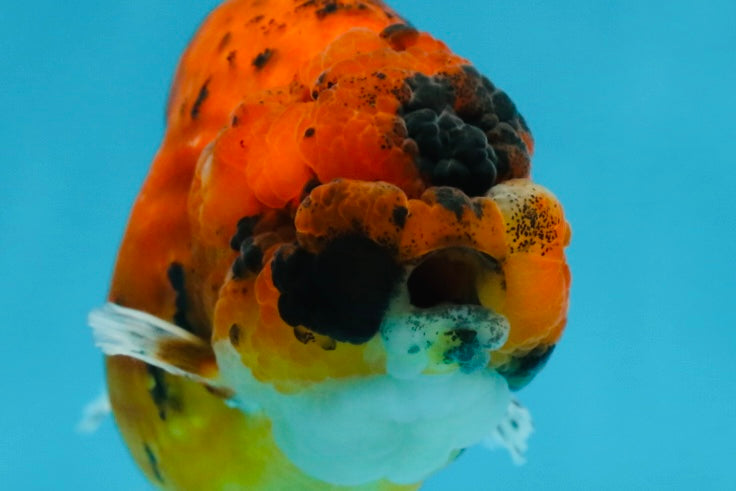 AAA Grade Tiger LionQueen 4.5 inches #051625LC_02