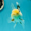 A Grade Lemonhead Tricolor Oranda Male 5 inches #111524OR_26