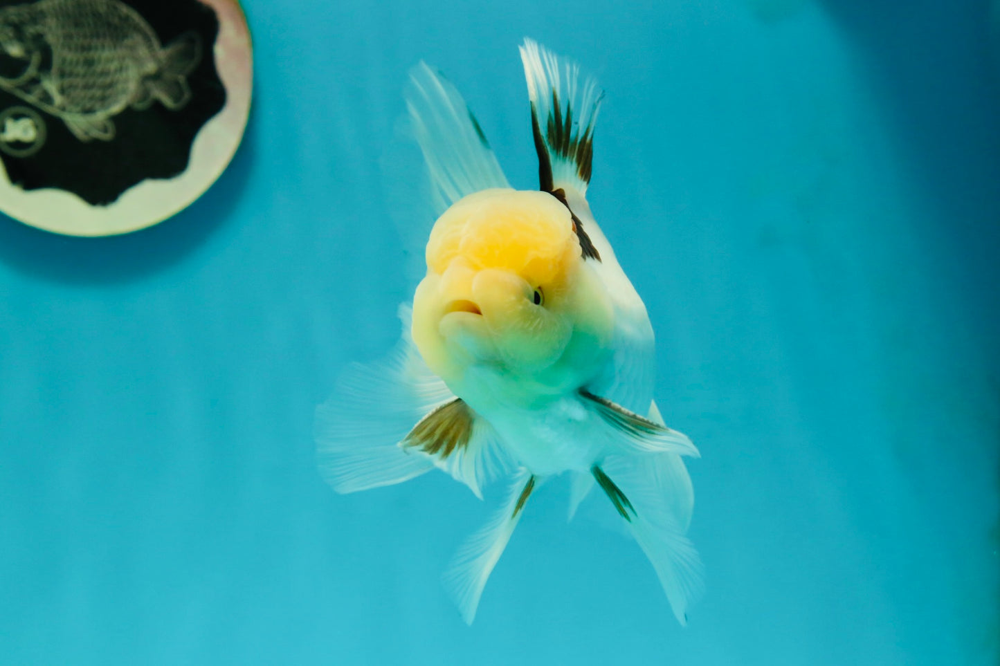 A Grade Lemonhead Tricolor Oranda Male 5 inches #111524OR_26