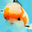 AAA Grade Tricolor Oranda Male 5.5 inches #030626OR_22