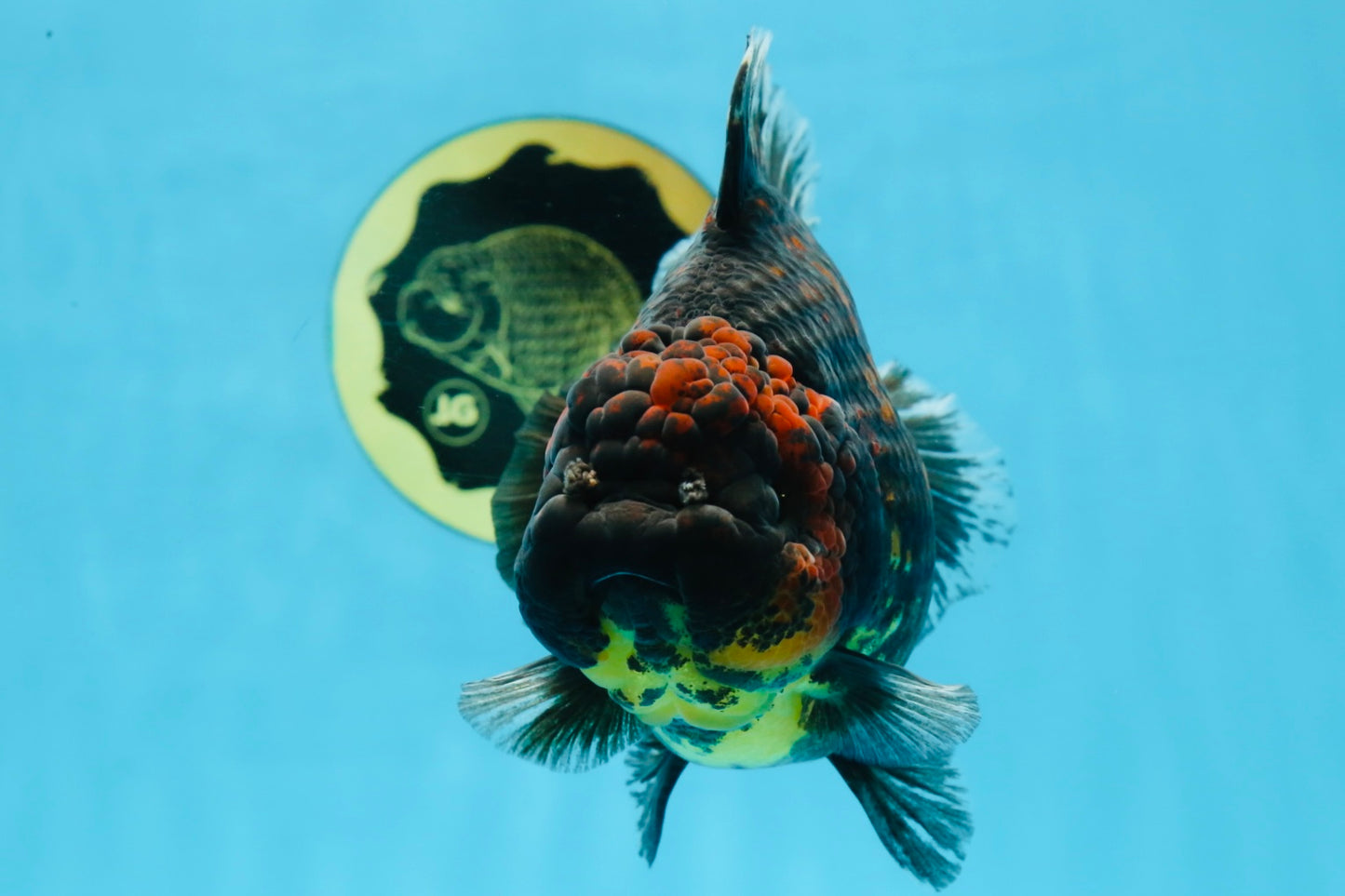 AAA Grade Tiger Yuanbao Female 5.5  inches #101025YB_28