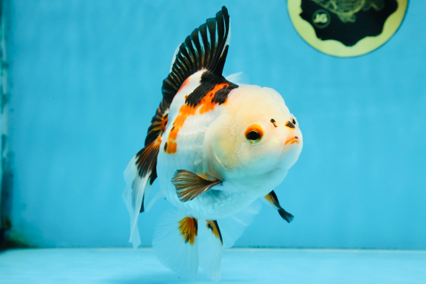 A Grade PUPPY Tricolor Oranda Female 6 inches #091925OR_10