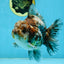 RARE A Grade Kirin Oranda Male 5.5 inches #120525OR_02