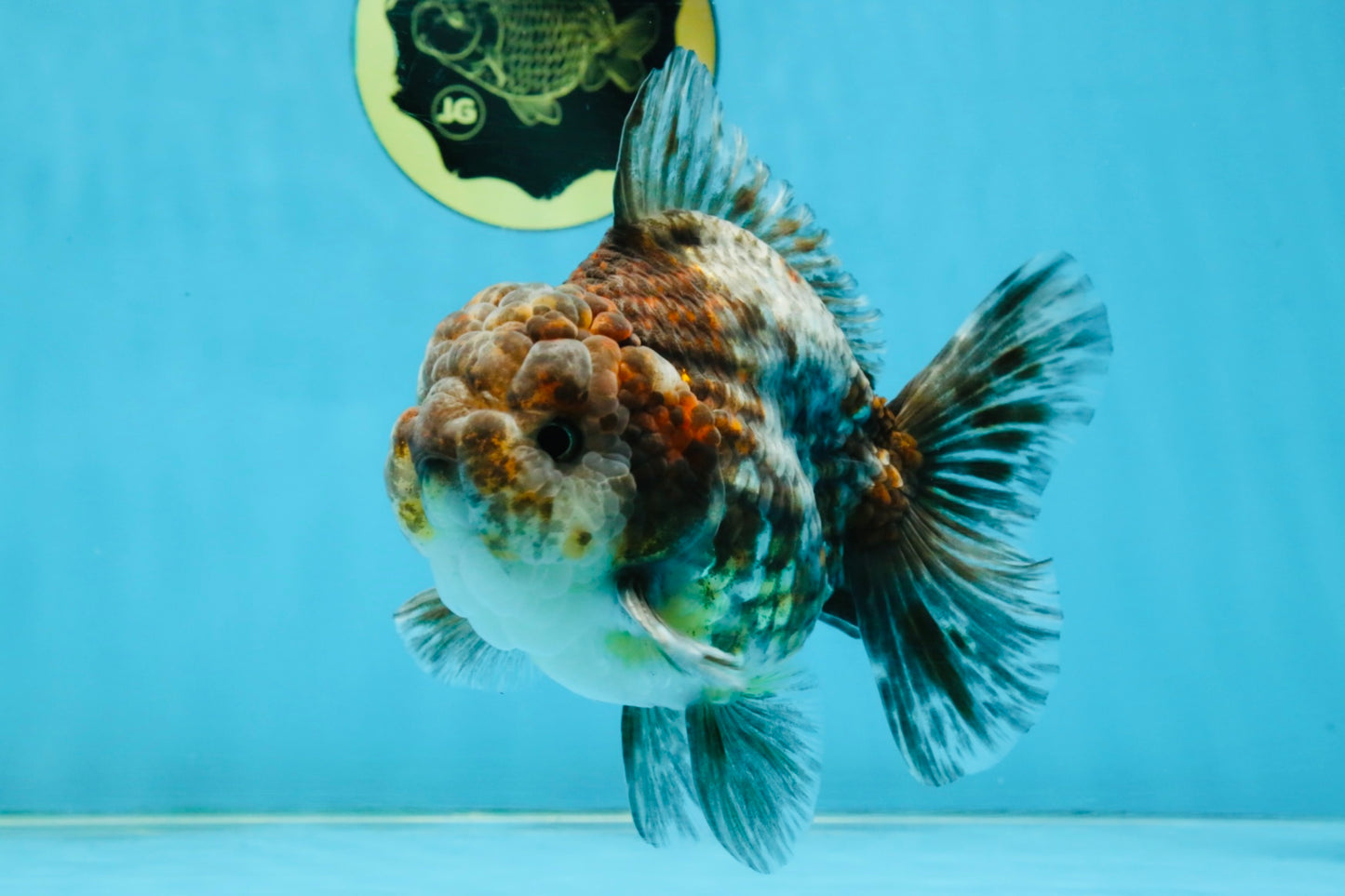 RARE A Grade Kirin Oranda Male 5.5 inches #120525OR_02
