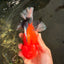BULLDOG AAA Grade Tricolor Oranda Male 5.5-6 inches #071026OR_30
