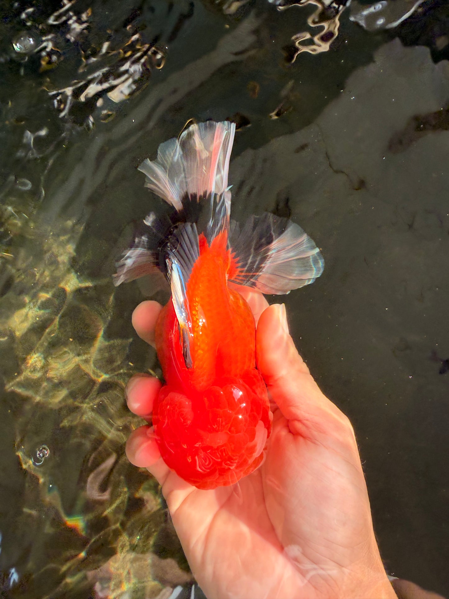 BULLDOG AAA Grade Tricolor Oranda Male 5.5-6 inches #071026OR_30