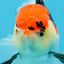 A Grade Tricolor Oranda Male 5 inches #080825OR_01
