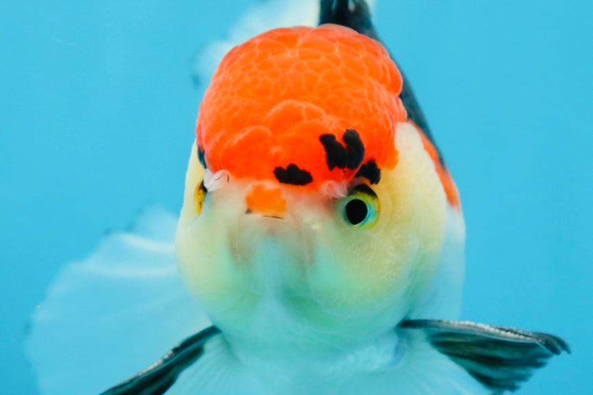 A Grade Tricolor Oranda Male 5 inches #080825OR_01