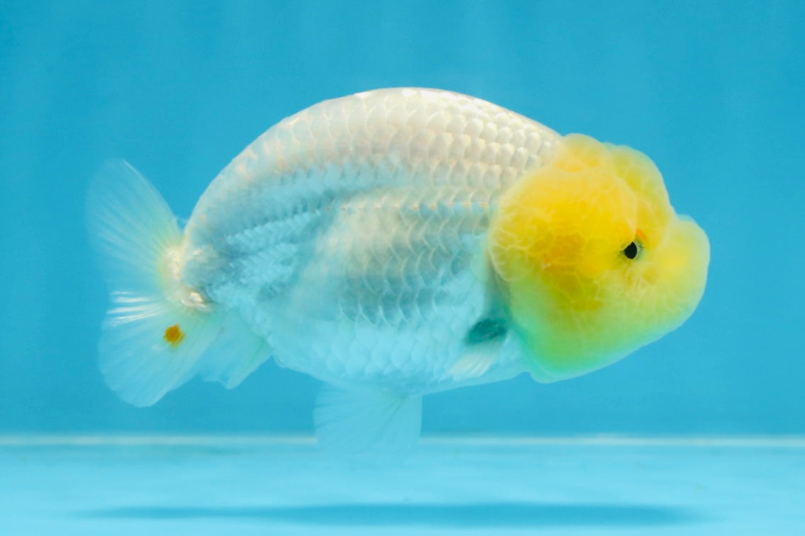 LEMON POP AAA Grade Lemonhead LionQueen 3.5-4 inches #101725LC_03