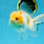 A Grade Cloudy White Oranda Male 5-5.5 inches #071125OR_12