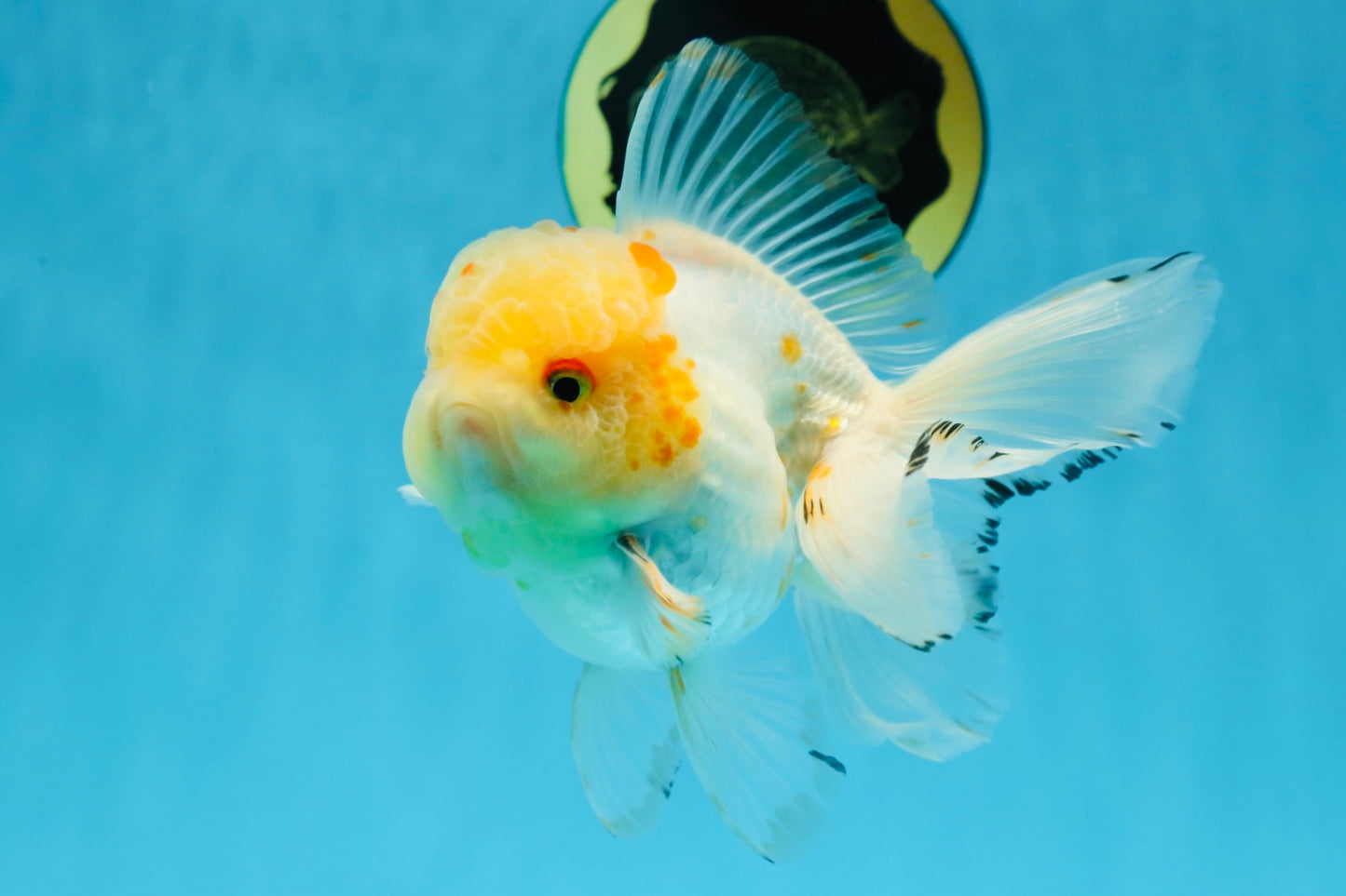 A Grade Cloudy White Oranda Male 5-5.5 inches #071125OR_12