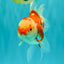 A Grade Red White Oranda Female 5.5 inches #061926OR_13