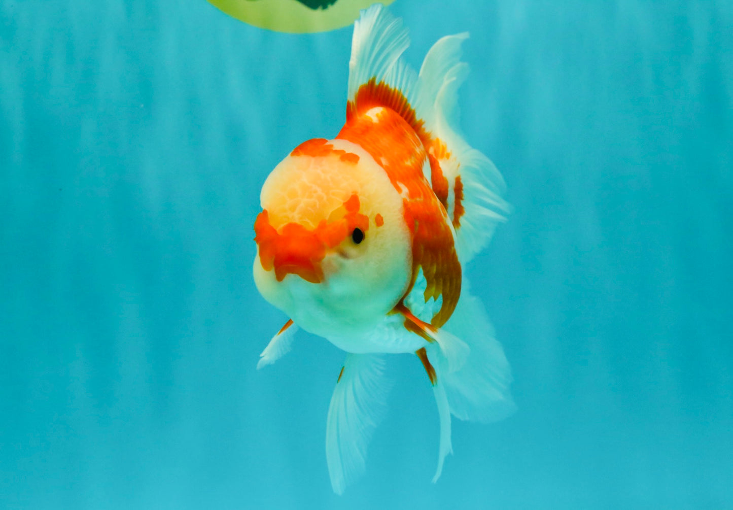 A Grade Red White Oranda Female 5.5 inches #061926OR_13