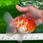 GODZILLA AAA Grade Butterfly Tail Red White Sakura Oranda Male 5.5 inches #1004OR_20