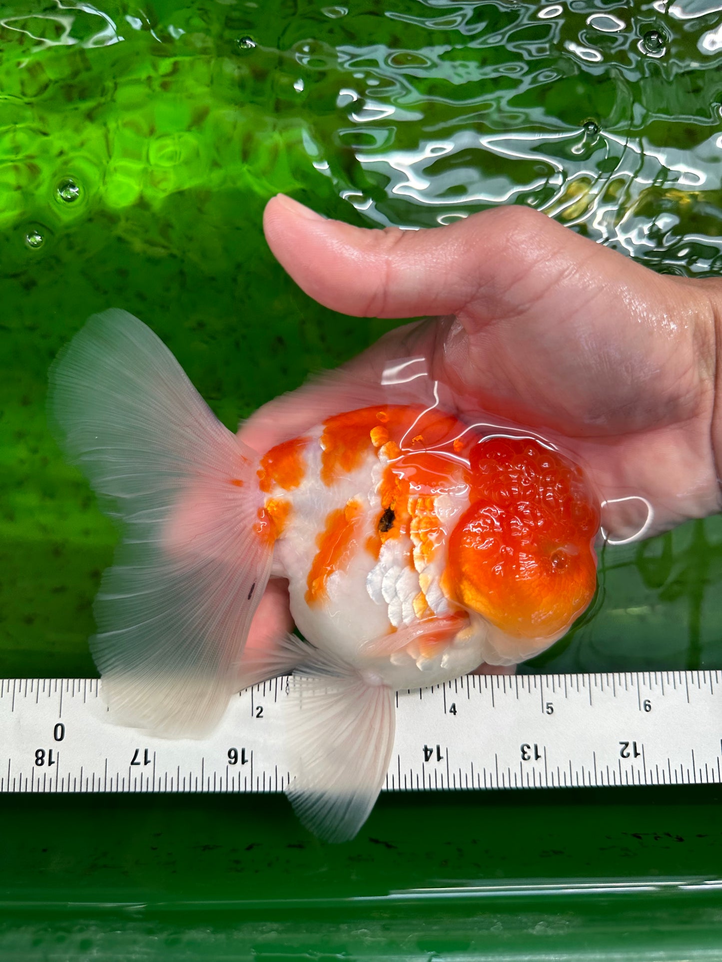 GODZILLA AAA Grade Butterfly Tail Red White Sakura Oranda Male 5.5 inches #1004OR_20