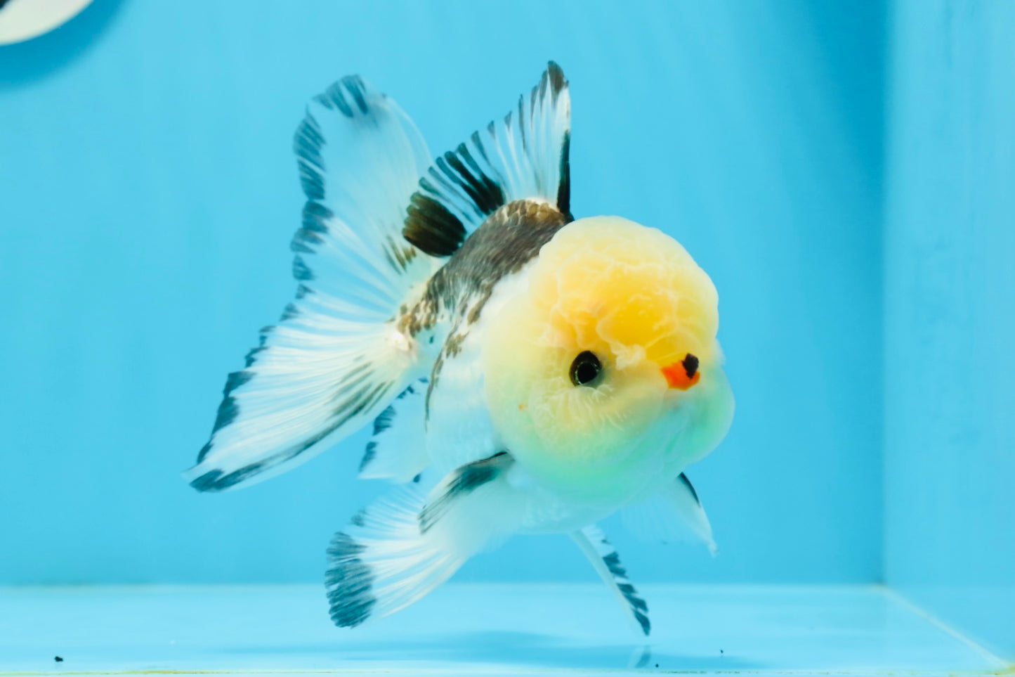 A Grade Tricolor Button Eyes Oranda Male 4.5 inches #0920OR_23