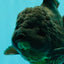 TOOTHLESS AAA Grade Calico Oranda Female 6 inches #100226OR_35