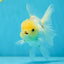 A Grade Puppy White Button Eyes Oranda Female 4.5-5 inches #050225OR_05