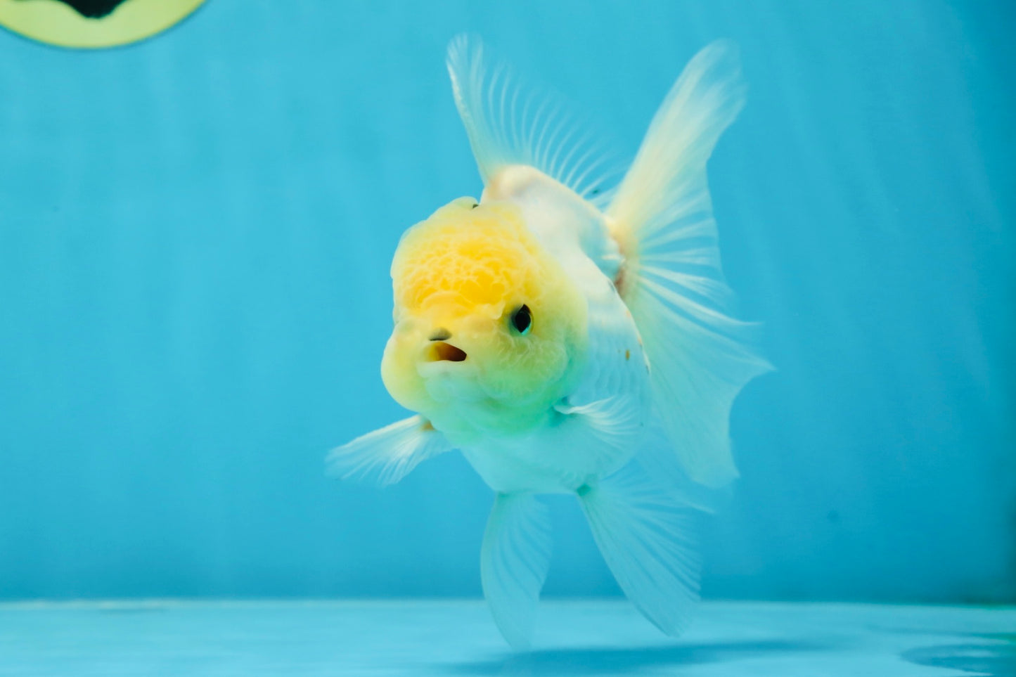 A Grade Puppy White Button Eyes Oranda Female 4.5-5 inches #050225OR_05