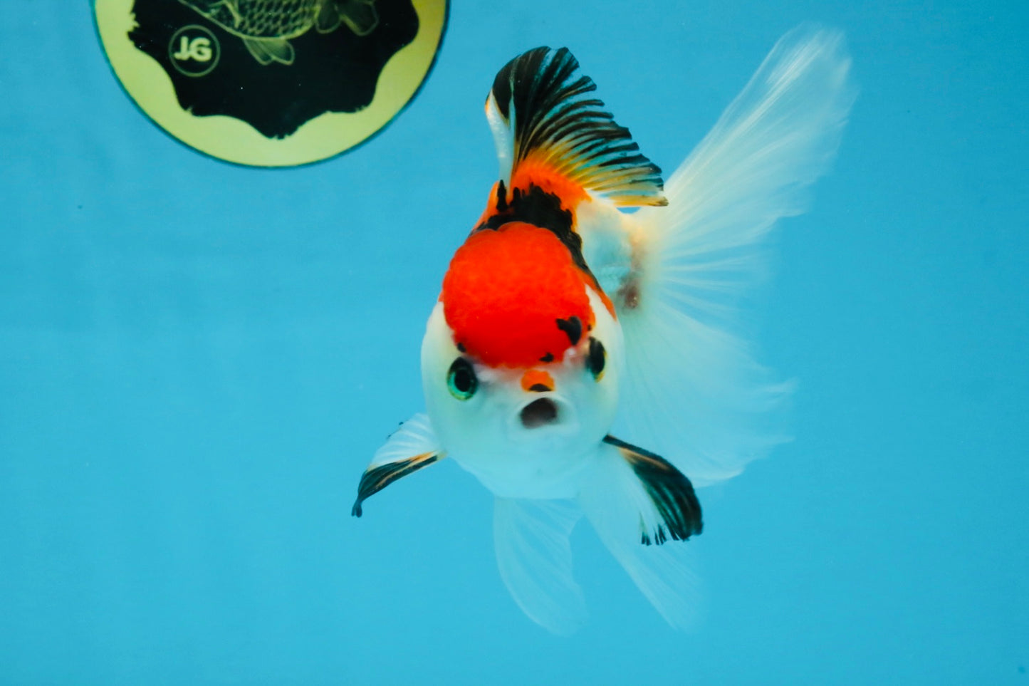 Tricolor Oranda Female 5-5.5 inches #112125OR_19