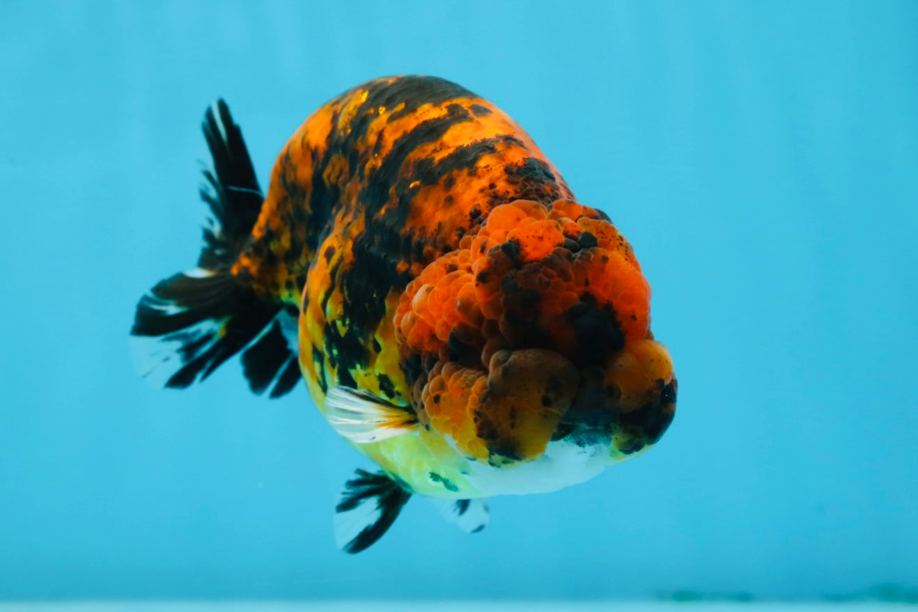 A Grade Tiger LionKing 4.5-5 inches #071125LC_03