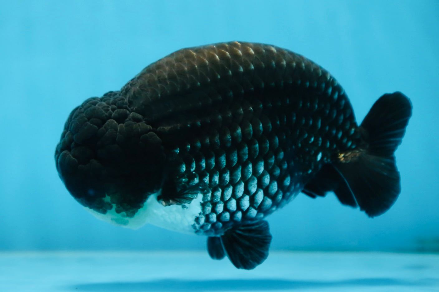 AAA Grade CHONKY Black Blue LionKing 5.5 inches #090525LC_05