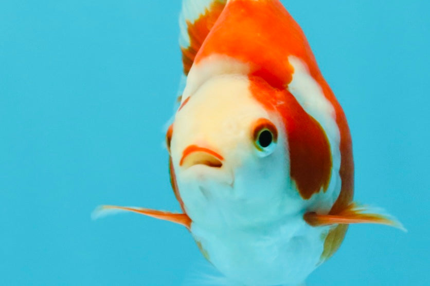 AAA Grade Red White Ryukin Female 4-4.5 inches #030626RK_16