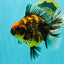 CHUNKY AAA Grade Broadtail Tiger Oranda Male 7-7.5 inches #071026OR_02