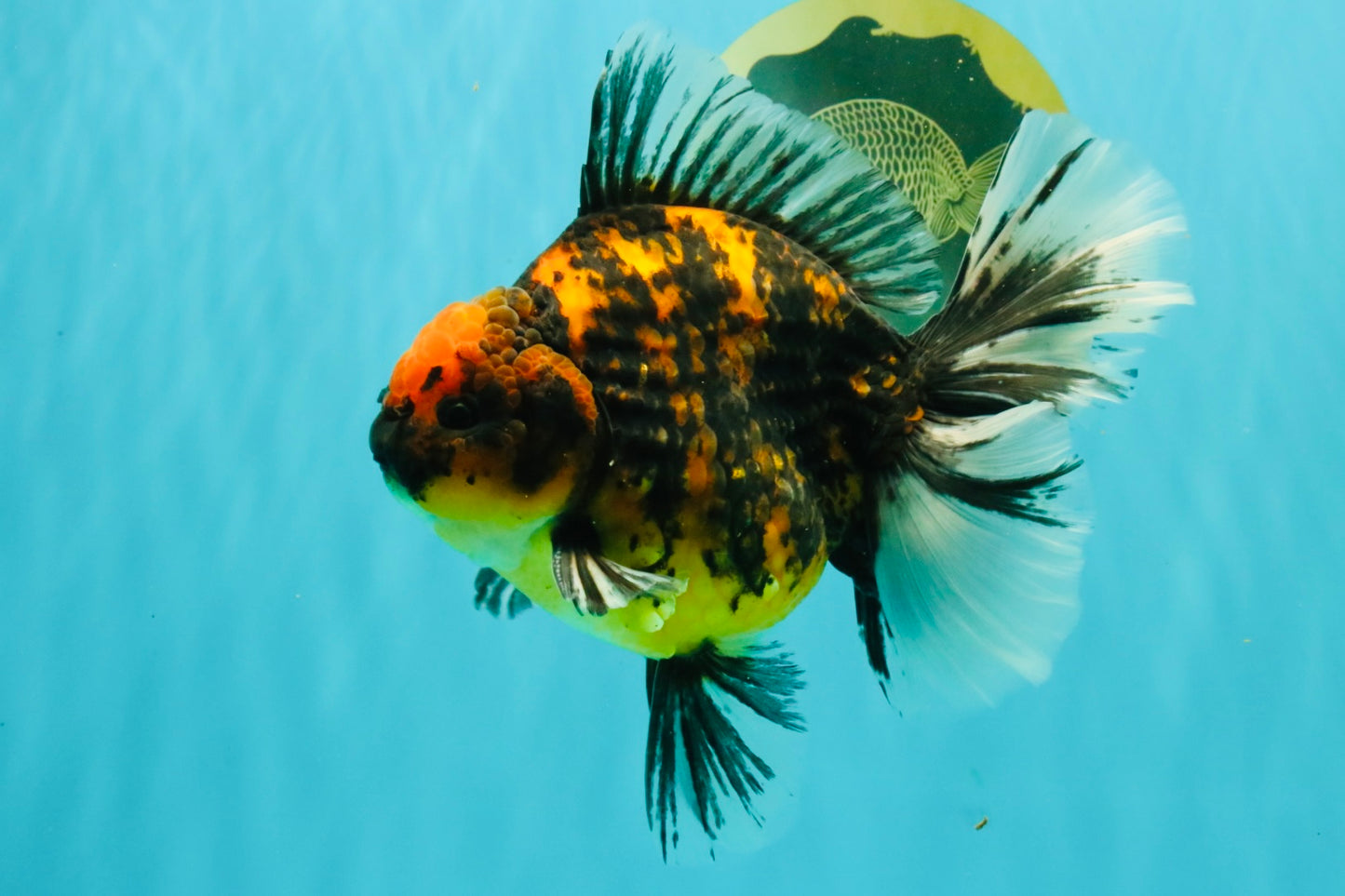 CHUNKY AAA Grade Broadtail Tiger Oranda Male 7-7.5 inches #071026OR_02