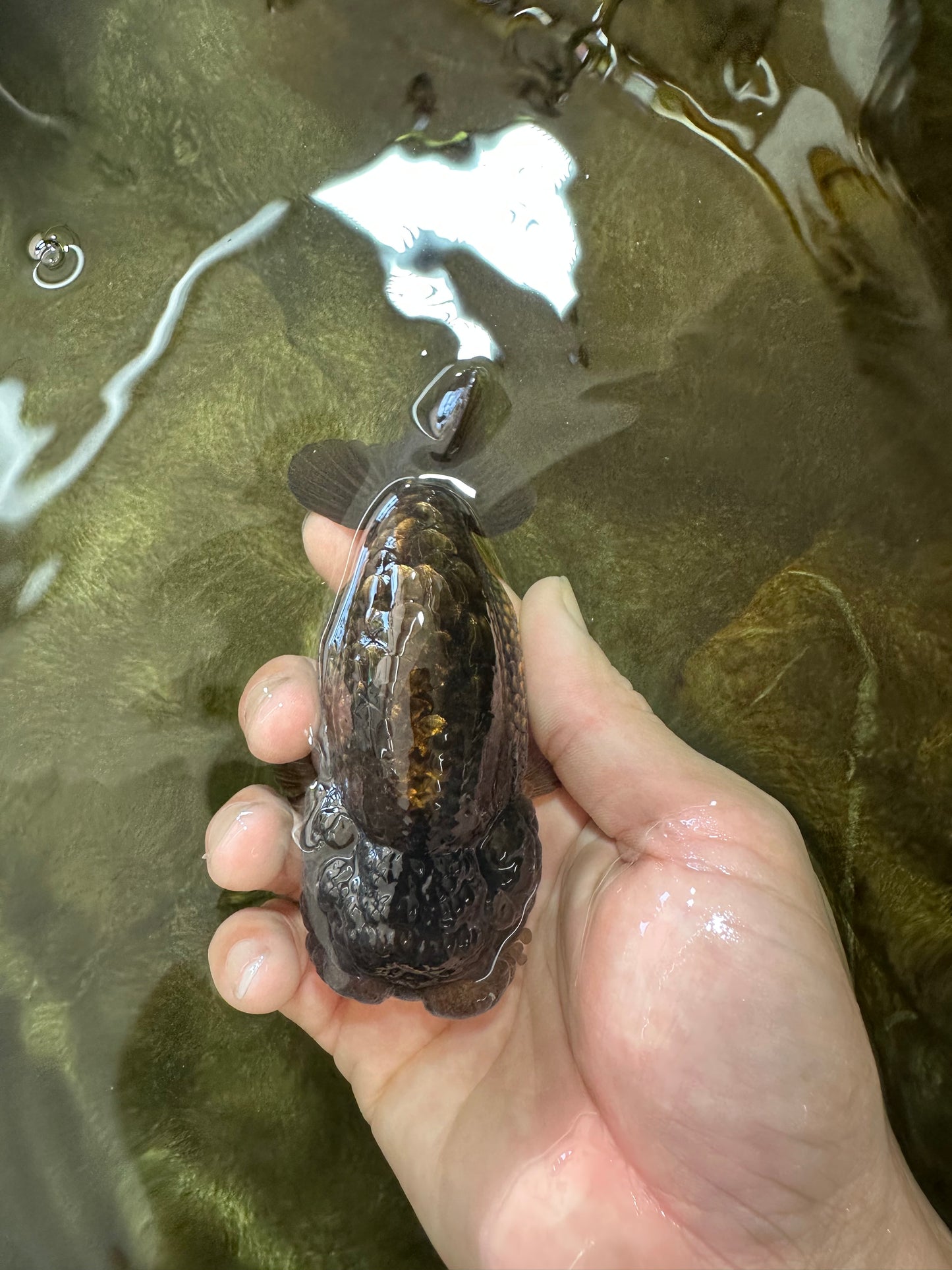 A Grade Dragon Scale Black Copper LionQueen 4-4.5 inches #062725LC_07