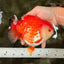 A Grade Red White Yuanbao Female 5.5 inches #031326YB_15
