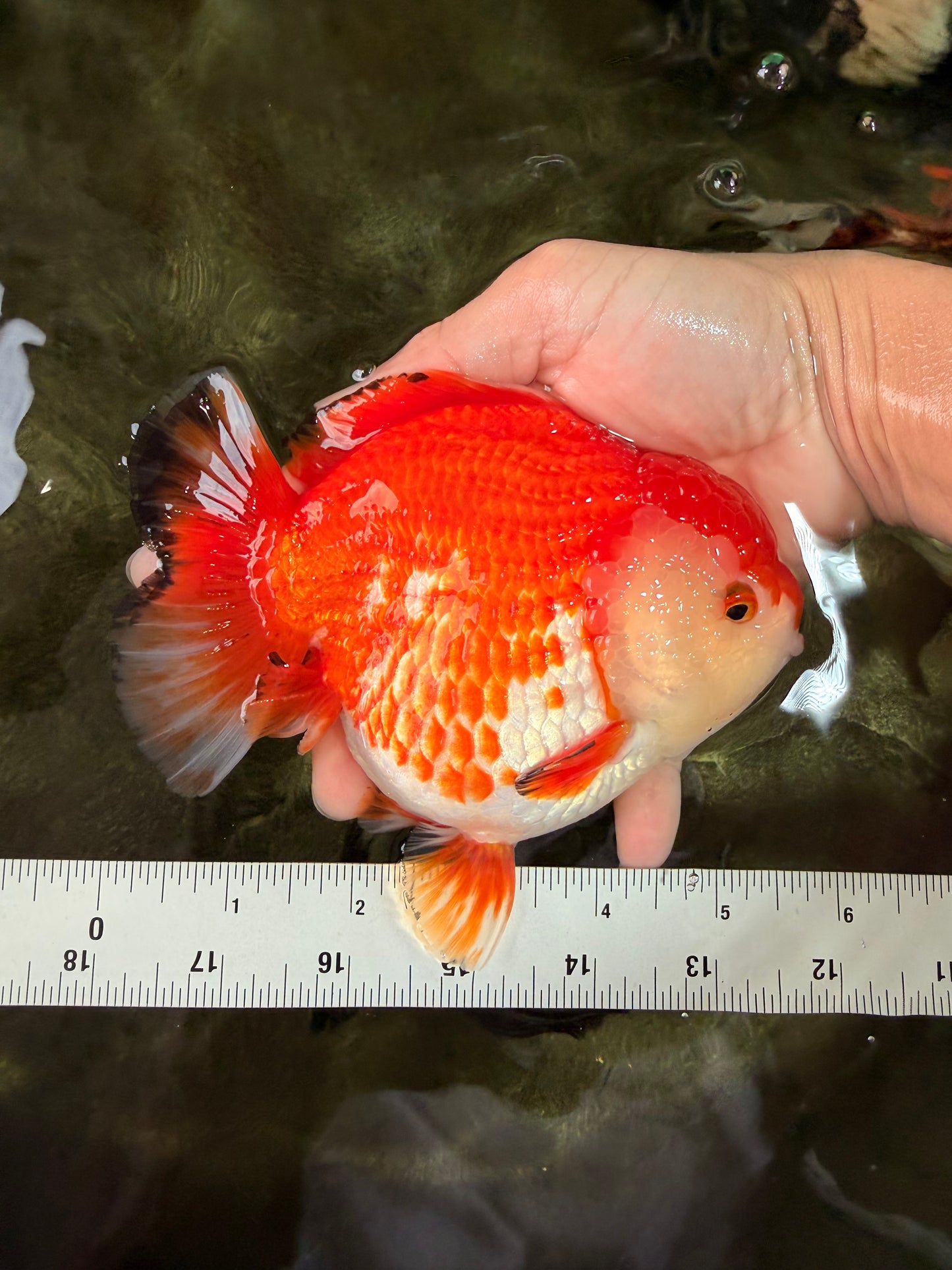 A Grade Red White Yuanbao Female 5.5 inches #031326YB_15