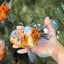 Calico Oranda Male 6.5 inches #072426OR_22