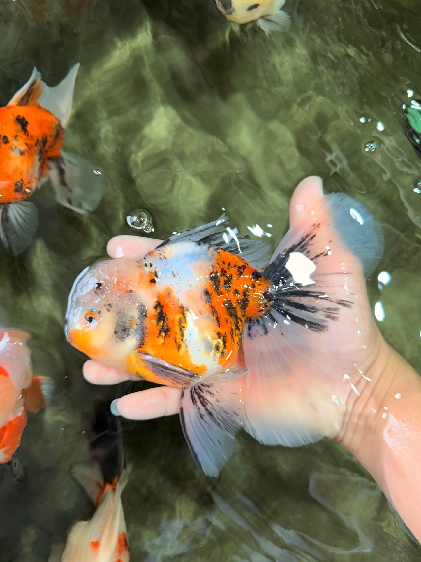 Calico Oranda Male 6.5 inches #072426OR_22