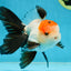 A Grade Tricolor Oranda Male 5-5.5 inches #060625OR_23