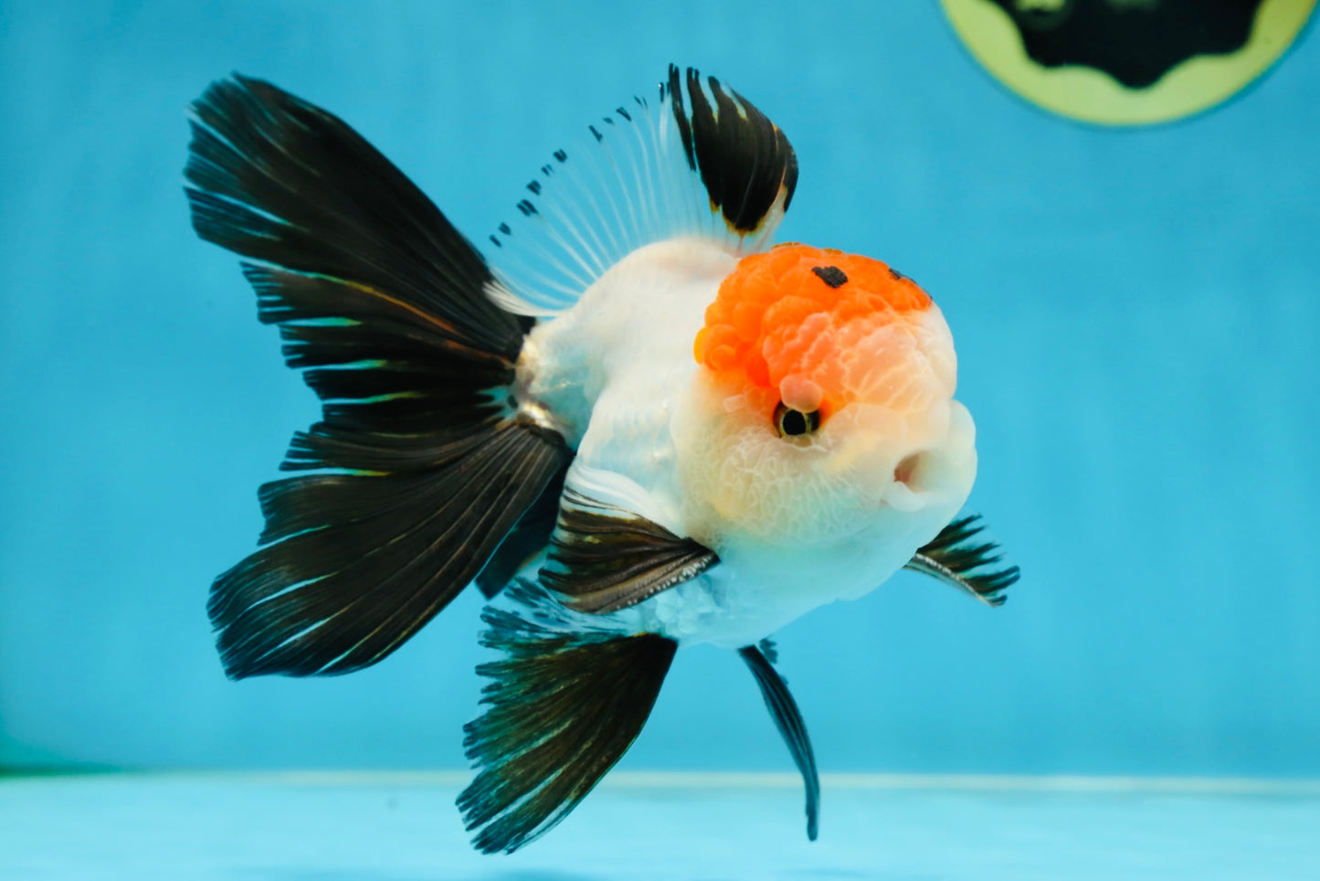 A Grade Tricolor Oranda Male 5-5.5 inches #060625OR_23