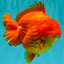 TOMATO A Grade Solid Red Yuanbao Male 5.5-6 inches #100226YB_10