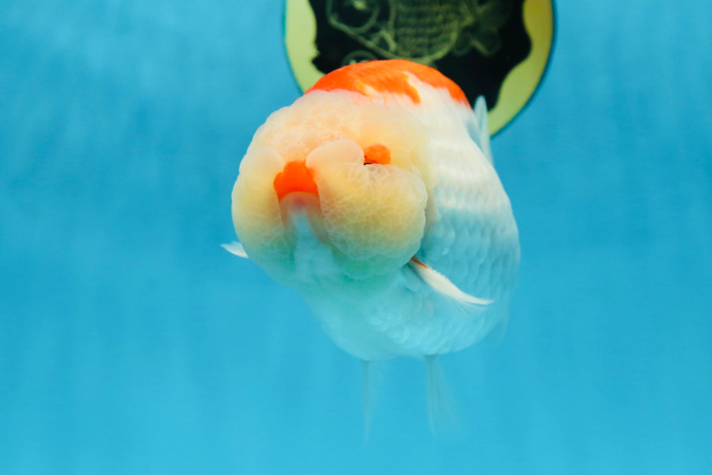 AAA Grade Super Red White LionKing 5.5 inches #080125LC_01