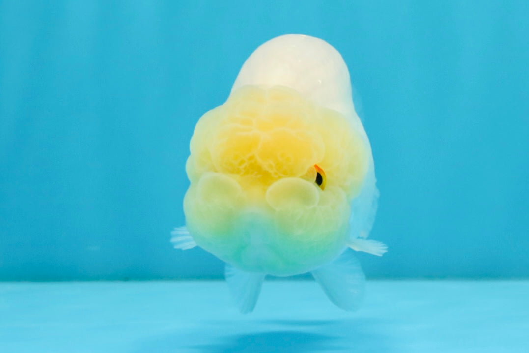 A Grade White LionQueen 4-4.5 inches #032726LC_20